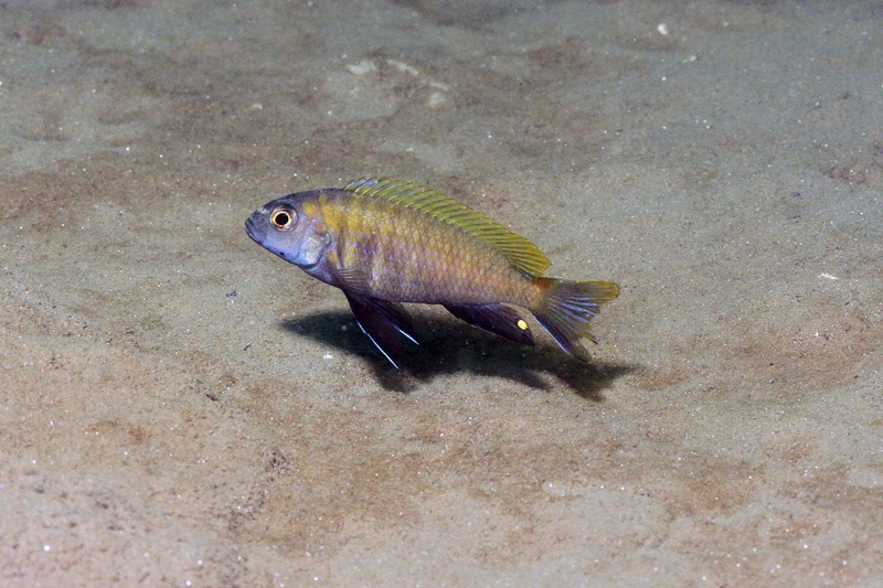 Pseudotropheus sp. 'dwarf nkhata' Nkhata Bay